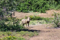An intrusive invader, the Warthog is not native to the Great Fish River Nature Reserve area. Photo: Stephen Kisbey-Green