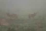 Jackals in the mist. The heavy mist on the morning drive made a difficult, but amazing morning of wildlife viewing. Photo: Stephen Kisbey-Green