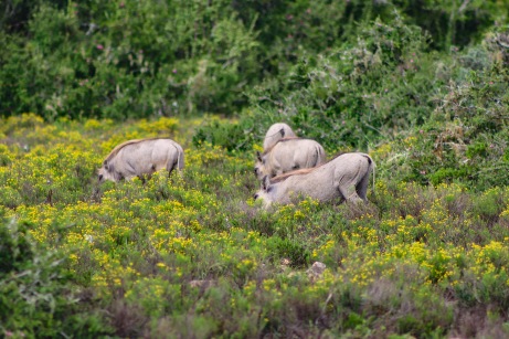 A group of Warthogs scrounge around in the flowers at the Great Fish River Nature Reserve. Photo: Stephen Kisbey-Green