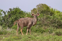 A large male Kudu shows off inside the Great Fish River Nature Reserve. Photo: Stephen Kisbey-Green